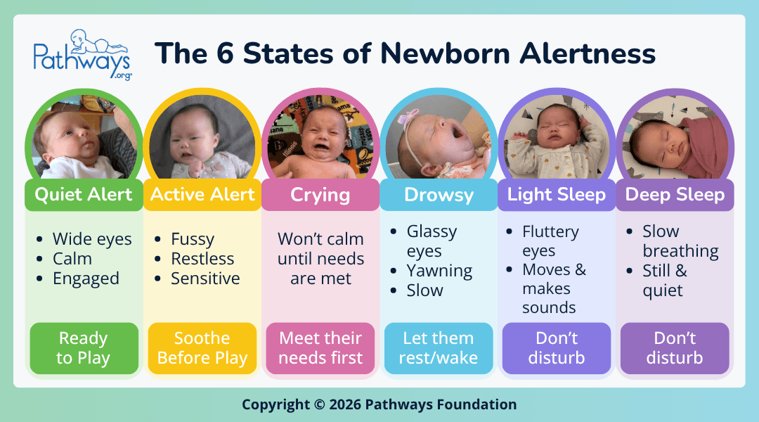 Pathways.org infographic titled “The 6 States of Newborn Alertness”.  The 6 states—quiet alert, active alert, crying, drowsy, light sleep, and deep sleep—are displayed with a picture of a baby in that state, a few signs describing it, and an action for parents to take. Quiet Alert: wide eyes, calm, engaged—ready to play; Active Alert: fussy, restless, sensitive—soothe before play; Crying: won’t calm until needs are met—meet their needs first; Drowsy: glassy eyes, yawning, slow—let them rest/wake; Light Sleep: fluttery eyes, moves & makes sounds—don’t disturb; Deep Sleep: slow breathing, still & quiet—don’t disturb.