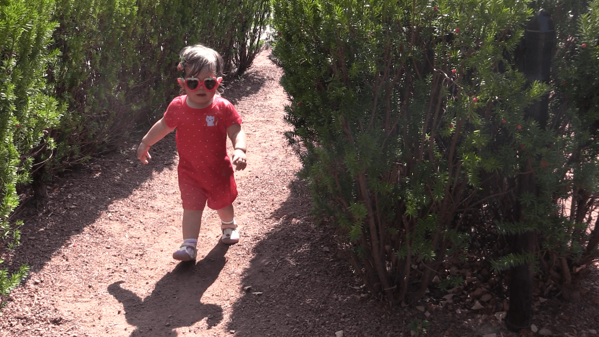 A toddler girl wearing sunglasses walks along a sunlit path between tall hedges.