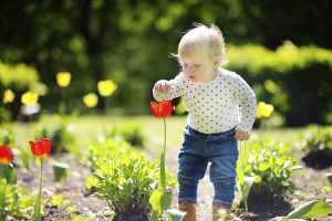 Toddler smelling red tulip in the garden