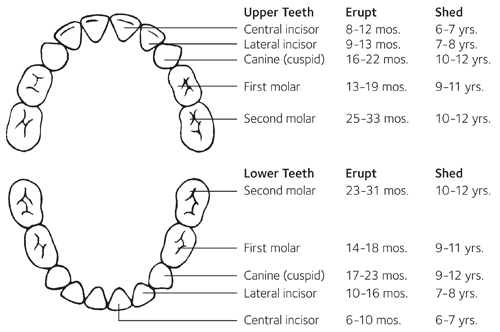 Baby-Teeth_ADA_timing